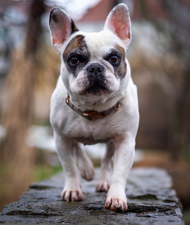 American Bulldogs: Essential Care Tips for Happiness & Health