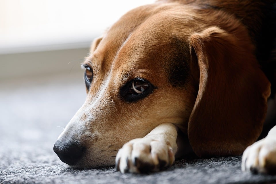 Basset Hound Bliss: Unveiling Their Loving Personality & Care Tips