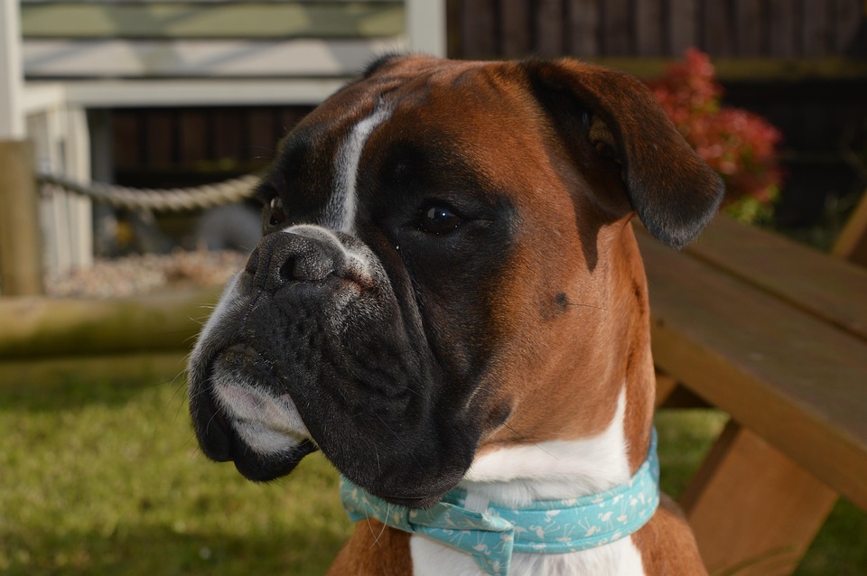 Boxer Dogs: Playful Companions with Endless Energy and Affection