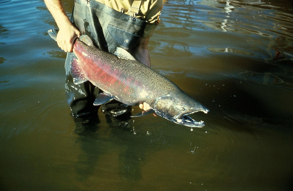 Care Tips for Your Chinook: Unleashing Joy and Adventure