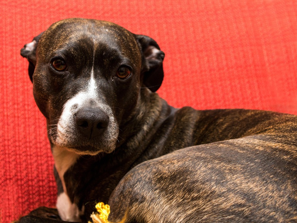 Caring for Your American Hairless Terrier: Tips for Happy Paws
