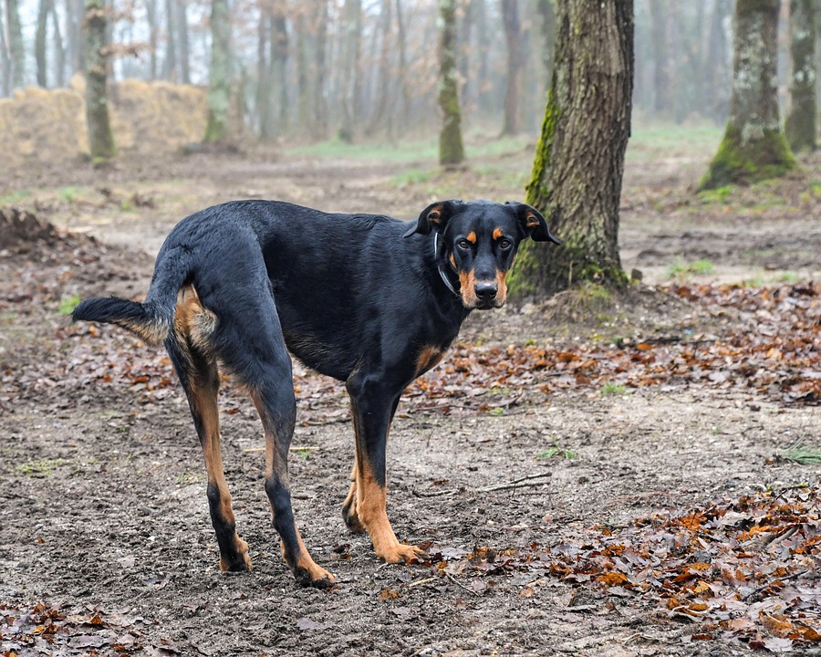 Caring for Your Beauceron: Tips for a Happy, Healthy Life!