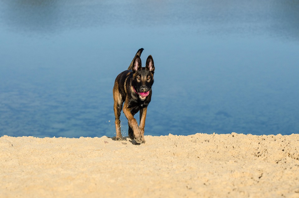 Caring for Your Belgian Malinois: Tips for a Happy, Healthy Pup