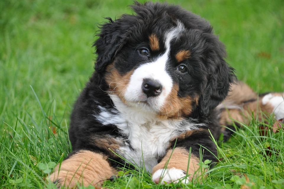 Caring for Your Bernese Mountain Dog: Tips for a Happy Pup