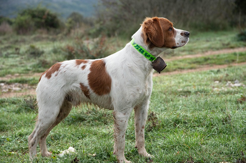 Caring for Your Clumber Spaniel: Essential Tips for Happy Paws