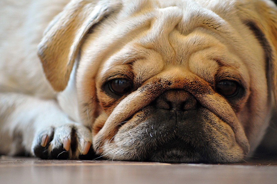 Caring for Your Pug: Essential Tips for a Happy, Healthy Pal