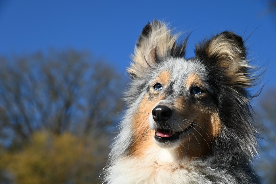 Caring for Your Shetland Sheepdog: Tips for a Happy, Healthy Pup