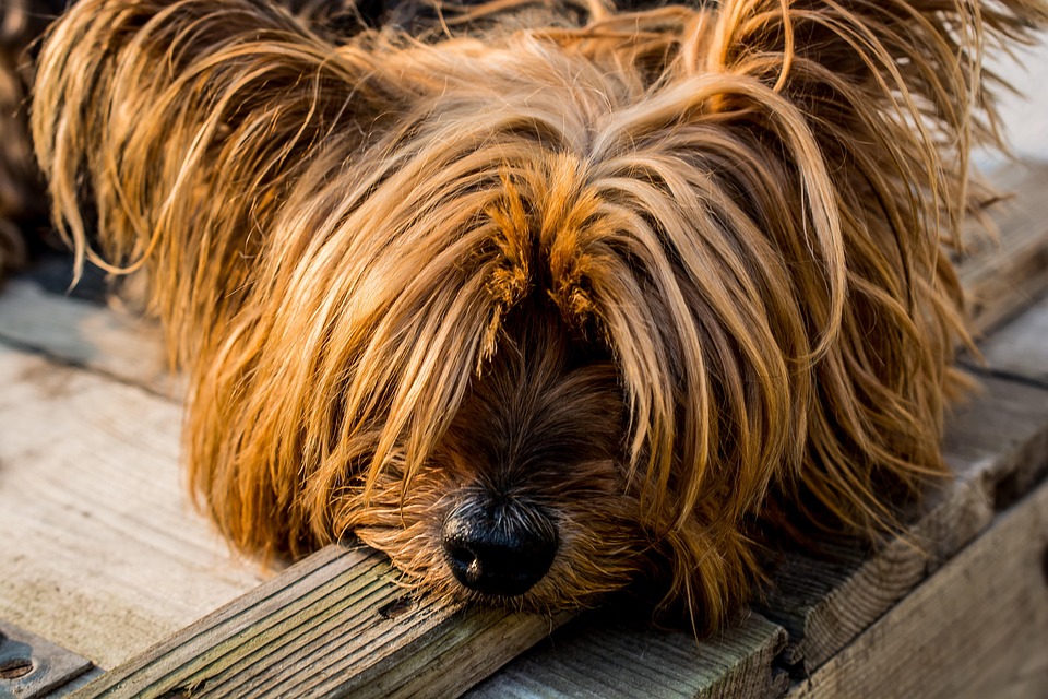 Caring for Your Yorkie: Tips for a Happy, Healthy Pup