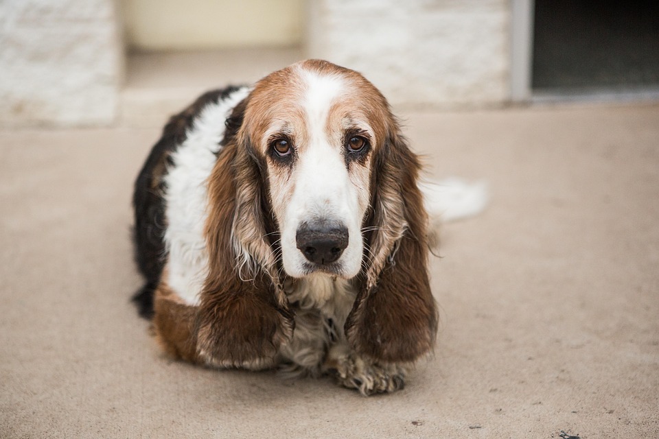 Discover the Afghan Hound: A Loyal Companion with a Regal Flair!