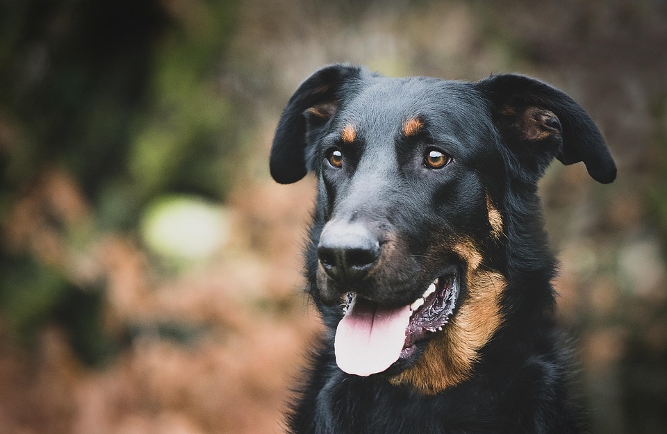 Discover the Beauceron: Why This Breed Will Steal Your Heart!