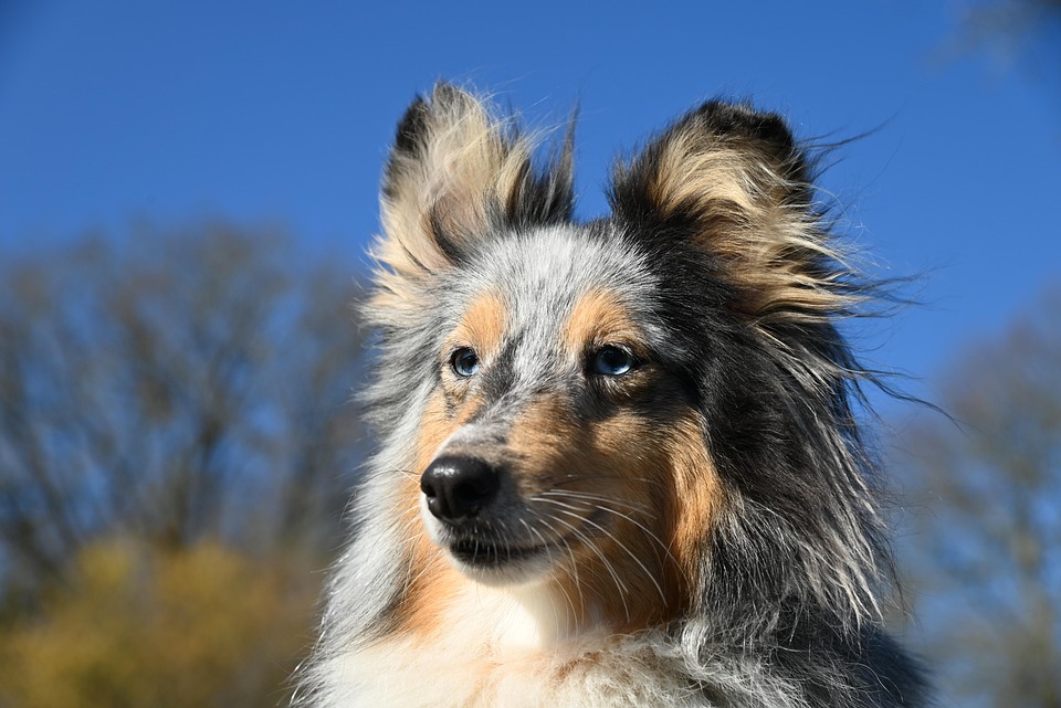 Discover the Charming Personality of Polish Lowland Sheepdogs!