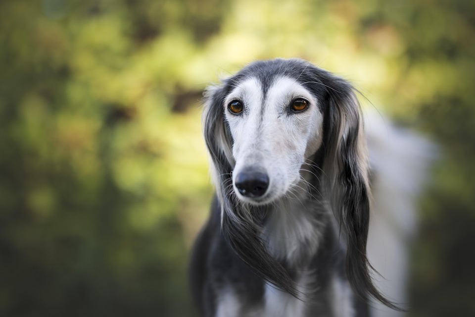 Discover the Emotional Benefits of Having a Saluki in Your Home