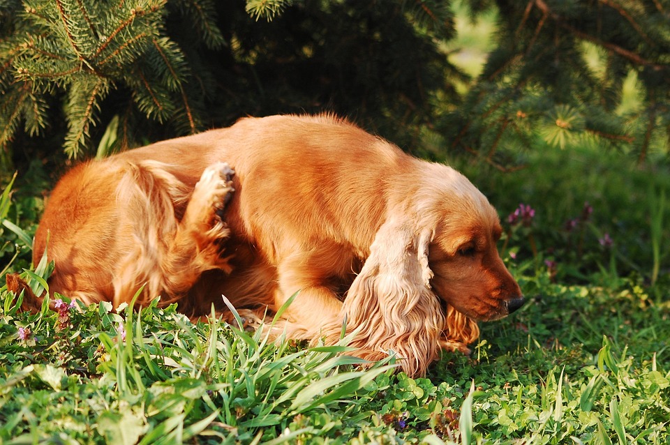 Discover the Joy: Emotional Benefits of Owning an American Cocker