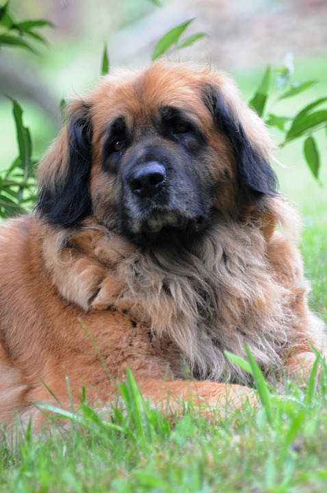 Discover the Leonberger: Why This Gentle Giant Steals Hearts!