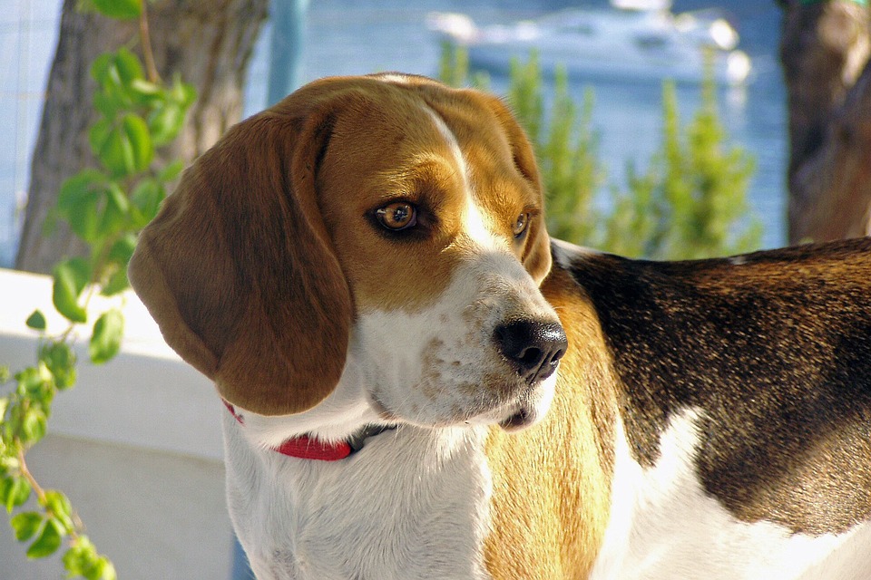Discover the Transylvanian Hound: A Playful Companion for Life!