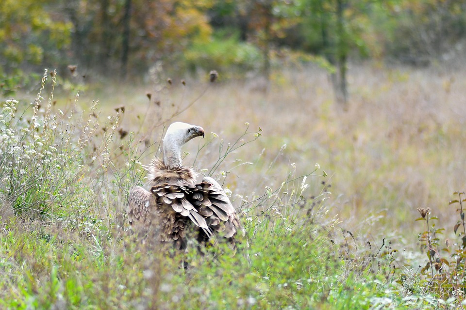 Discover the Unique Charm of the Grand Basset Griffon Vendéen
