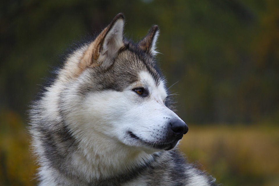Discover the Unique Personality Traits of Alaskan Huskies!
