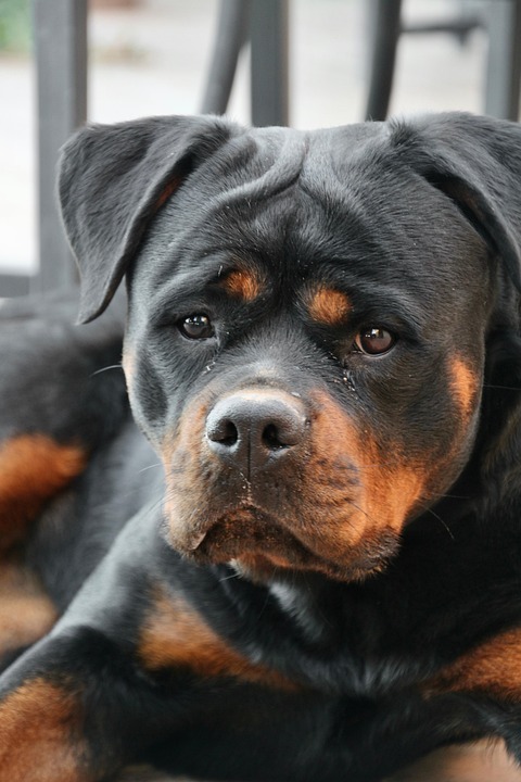 Essential Care Tips for Rottweilers: Nurturing Your Gentle Giant