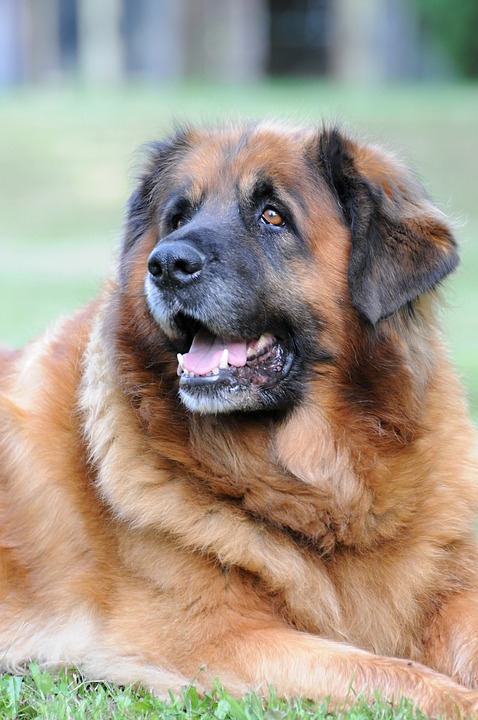 Essential Care Tips for Your Leonberger: Happiness & Health Tips!