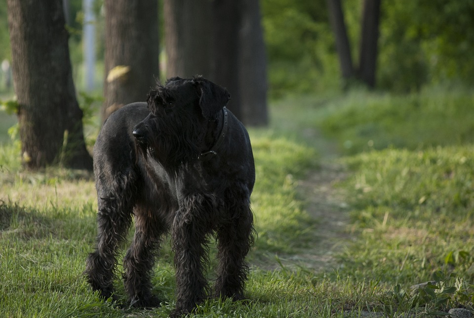 Giant Schnauzers: Loyal Companions with Unique Personality Traits