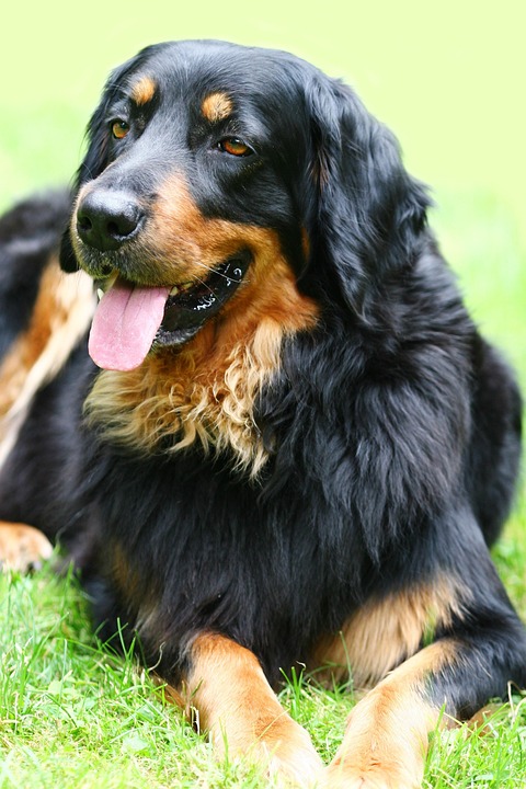 Hovawarts: Your Loyal Companion and Family Protector!
