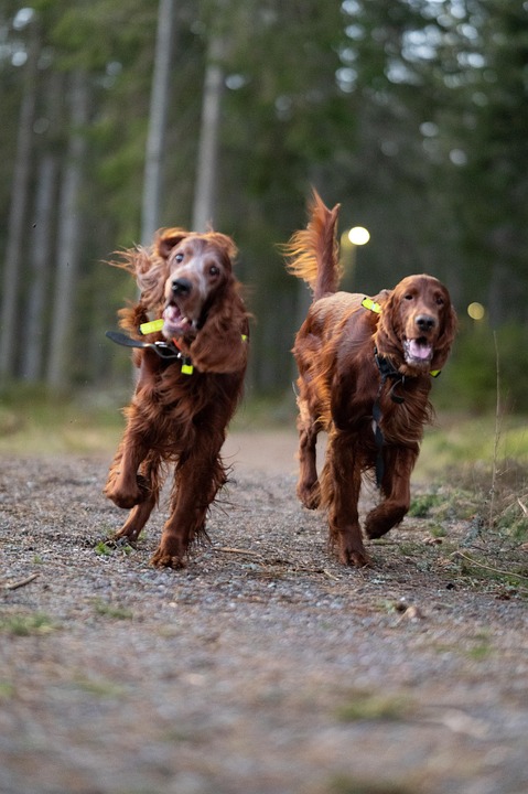 Lively and Loyal: Care Tips for Your Irish Setter's Happiness