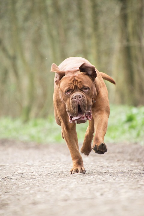 Neapolitan Mastiff Magic: Unraveling Their Loyal, Affectionate Nature