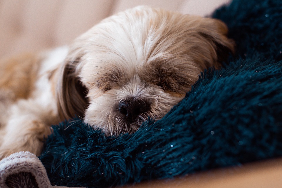 Shih Tzu Secrets: 7 Traits That Make Them Perfect Companions!