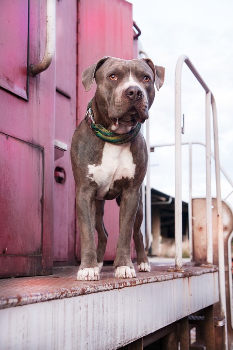The Emotional Benefits of Owning an American Staffordshire Terrier