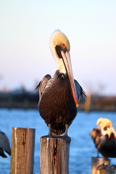The Gentle Giant: 5 Unique Traits of Chesapeake Bay Retrievers