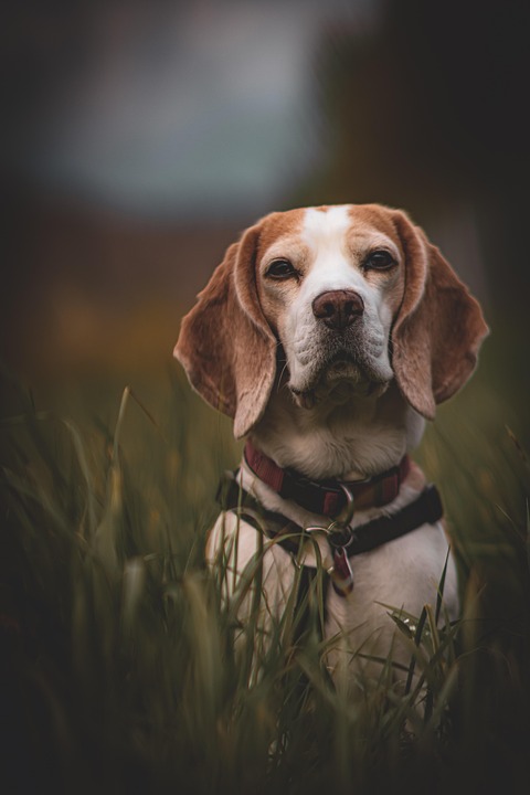 Top 5 Care Tips for Beagles: Keeping Your Loyal Friend Happy!