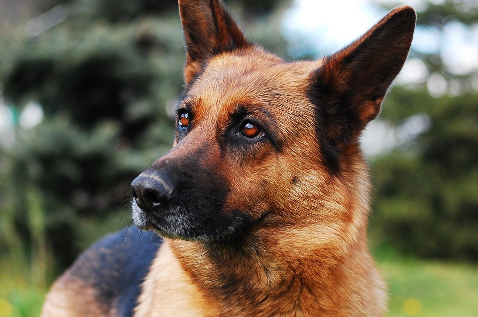 Top Care Tips for Black and Tan Coonhounds: Happy Hounds, Happy Homes!
