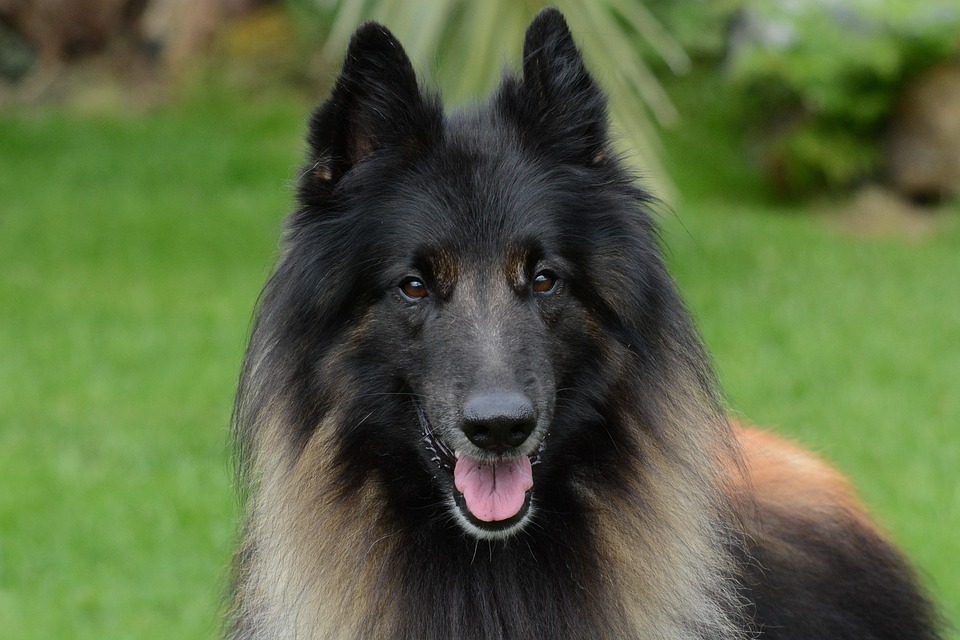 Top Tips for Caring for Your Belgian Tervuren: A Owner's Guide