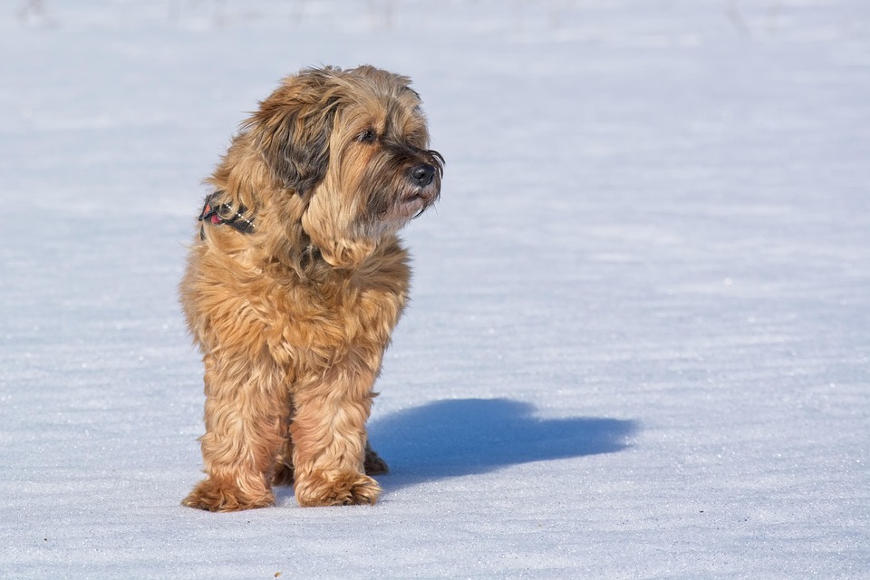 Uncover the Joy of Owning a Tibetan Terrier: Care & Character Guide