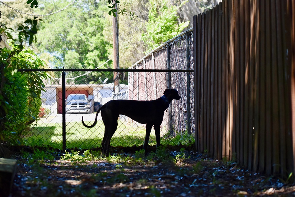Uncovering Unique Basset Hound Facts: The Joyful Nature of This Breed