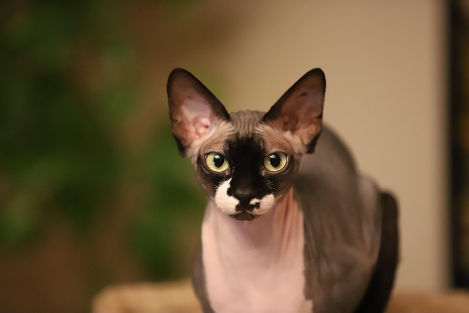 Unique Facts About American Hairless Terriers: More Than Just Looks!