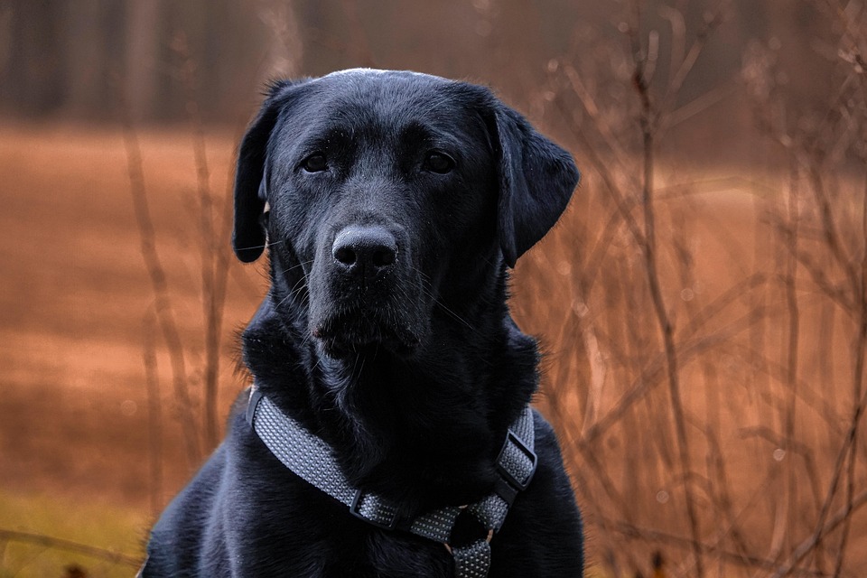 Unleashing Joy: 7 Reasons Labradors Are the Ultimate Family Companions