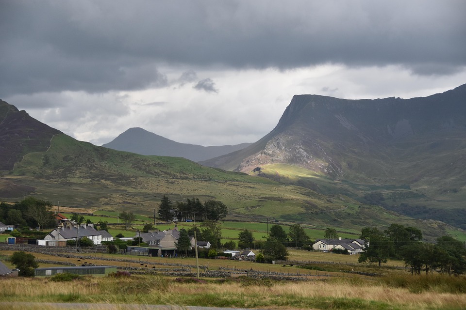 Unleashing Joy: The Emotional Benefits of Owning a Welsh Terrier