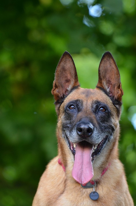 Unleashing the Intelligence: Unique Traits of the Belgian Malinois