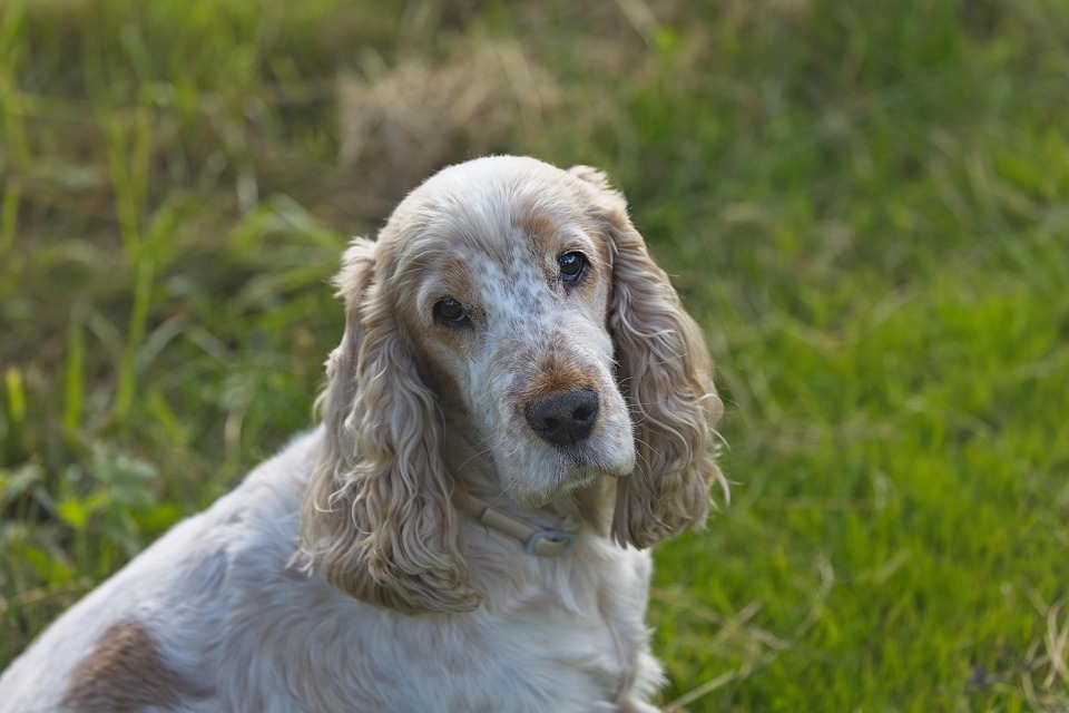 Unveiling the Charm: Fun Facts About Cocker Spaniels!