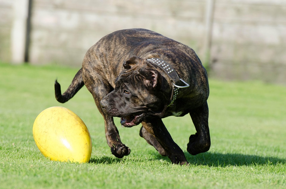 Unveiling the Spanish Mastiff: Unique Traits Every Pet Owner Should Know