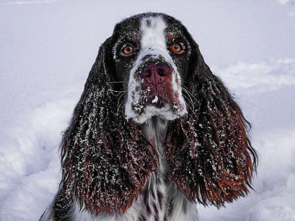Unveiling the Welsh Springer Spaniel: Your Next Best Friend!