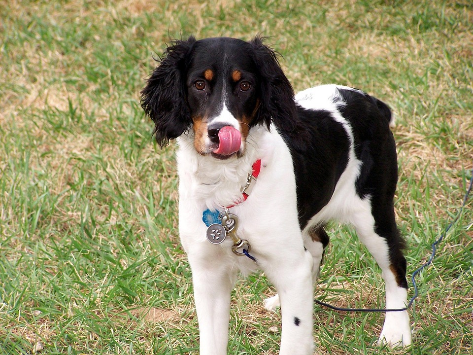 Welsh Springer Spaniels: The Joyful Companions You’ll Adore