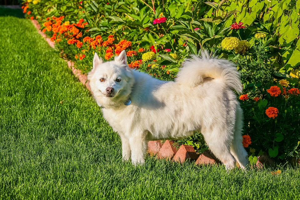 Why American Eskimo Dogs Are the Ultimate Family Companions