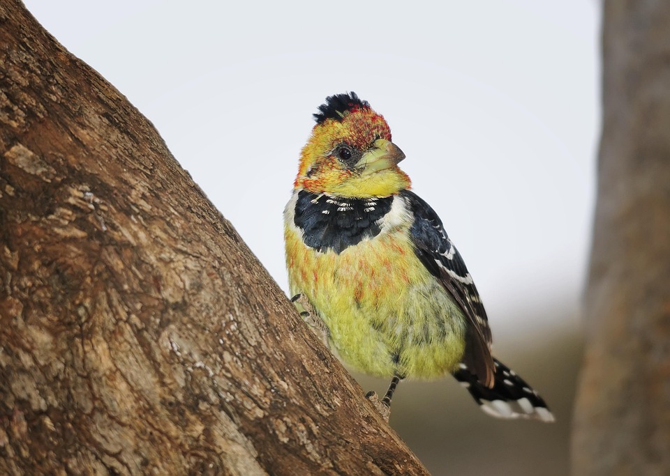Why Barbets Make the Perfect Emotional Support Companions!