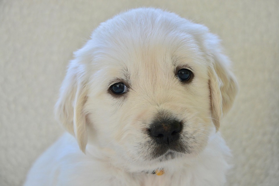 Why Curly-Coated Retrievers Make the Perfect Family Pets