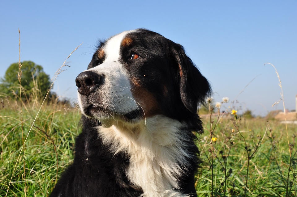 Why Entlebucher Mountain Dogs Are the Perfect Adventure Partner