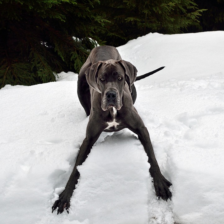 Why Great Danes Are the Gentle Giants Your Heart Needs