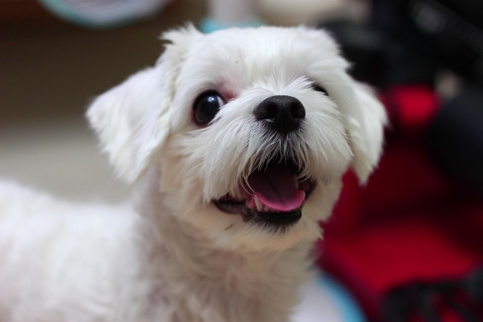 Why Maltese Pets Bring Joy: Unique Traits & Emotional Benefits
