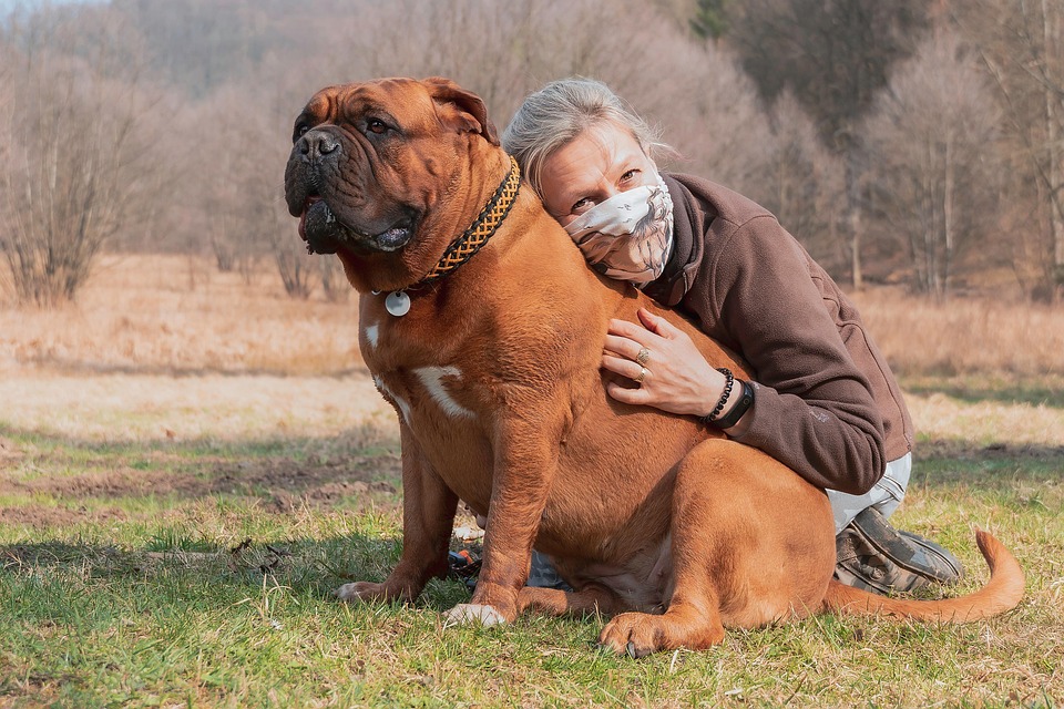Why Mastiffs Make the Ultimate Family Pets: Love and Loyalty Unleashed